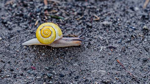 "Genau das richtige Wetter für sie...", schreibt uns hessenschau.de-Nutzer Heinz-D. Fleck zu seinem Foto der Schnecke auf der Straße in Udenhausen.