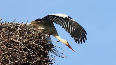 Storch mit ausgebreiteten Flügeln setzt zum Abflug aus seinem Nest an; blauer Himmel