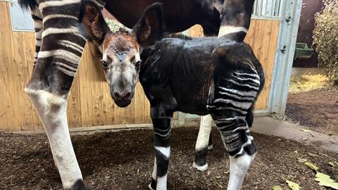 Ein junges Okapi-Mädchen steht bei ihrer Mutter. 