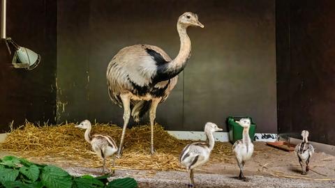 Nanduküken mit Hahn im Opelzoo