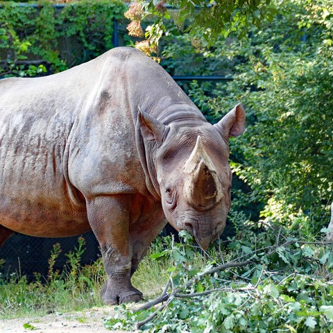 Spitzmaulnashorn im Zoo