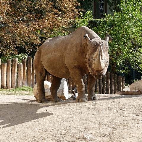 Spitzmaulnashornbulle Kalusho steht in seinem Gehege im Frankfurter Zoo.