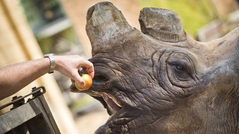 Nashorn-Dame Tsororo im Zoo Frankfurt