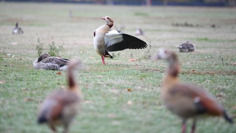 Eine Nilgans plustert sich im Frankfurter Ostpark zwischen Artgenossen und Graugänsen auf.