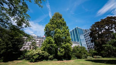 Das Nizza-Ufer in Frankfurt ist eine rund 4 Hektar große Parkanlage, die sich am nördlichen Mainufer zwischen der Untermainbrücke und der Friedensbrücke erstreckt. Ein besonders geschützter Bereich an der Untermainbrücke bietet klimatische Bedingungen für exotische Pflanzen.