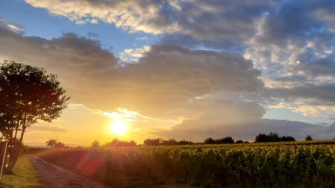 Abendspaziergang durch die Weinberge bei Eltville 