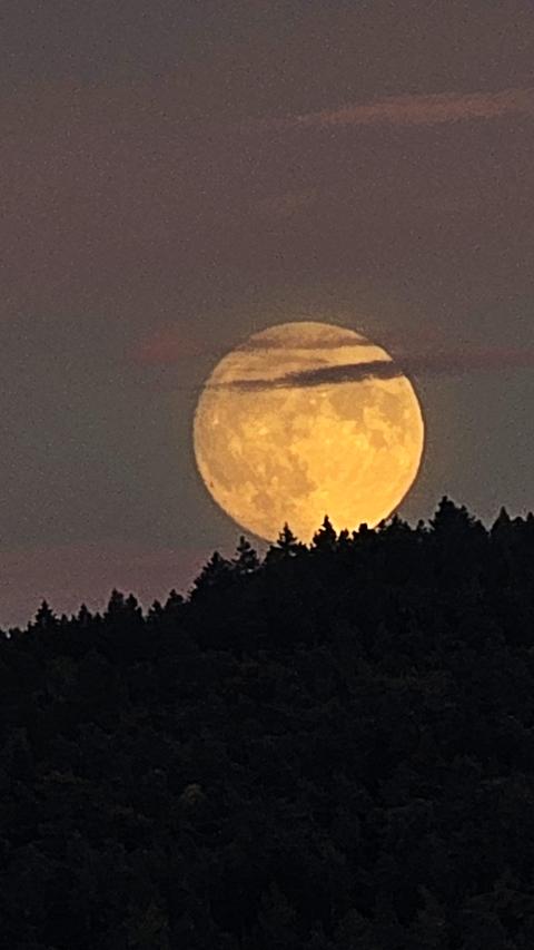 Ein großer gelb-orange leuchtender Mond über einer schwarzen Waldsilhouette vor einem grau-rötlichen Nachthimmel.