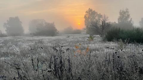 Raureif bei Mörfelden-Walldorf (Groß-Gerau)