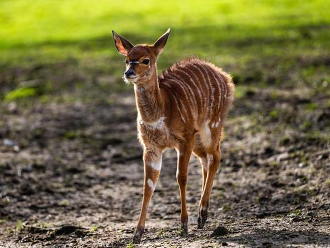 Nyala-Baby im Opel-Zoo in Kronberg (Hochtaunus)