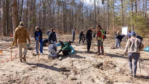 Menschen im Wald bei Sonnenschein pflanzen auf einer Freifläche Baumsetzlinge