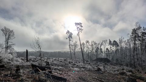 Lichter, mit Raureif überzogener Wad, im Vordergrund abgebrochene Stämme, im Hintergrund hinter dichten Wolken strahlende Sonne