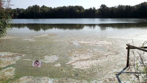 Foto: Blick auf einen See. Im Vordergund ein Algenteppich auf der Oberfläche und ein provisorisches "Baden verboten"-Schild.