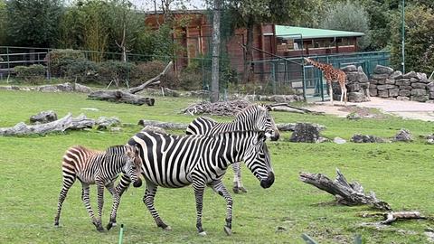 Das Zebrafohlen Amidou mit seiner Mutter auf der großen Afrika-Savanne-Anlage des Opel-Zoos in Kronberg (Hochtaunus)