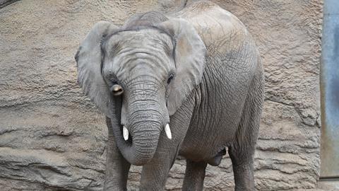 Die trächtige Afrikanische Elefantenkuh Kariba ist im Opel-Zoo in der Laufhalle des Elefantenhauses unterwegs.