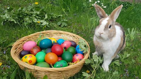 Ein Hase sitz auf einer Wiese neben einem Körbchen mit gefärbten Ostereiern.