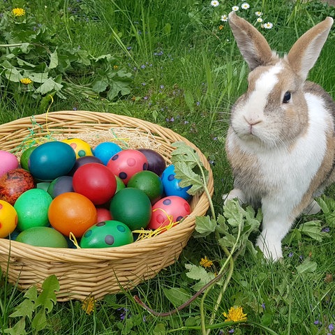 Ein Hase sitz auf einer Wiese neben einem Körbchen mit gefärbten Ostereiern.