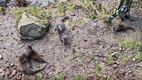 Fischotter-Nachwuchs im Tierpark Weilburg