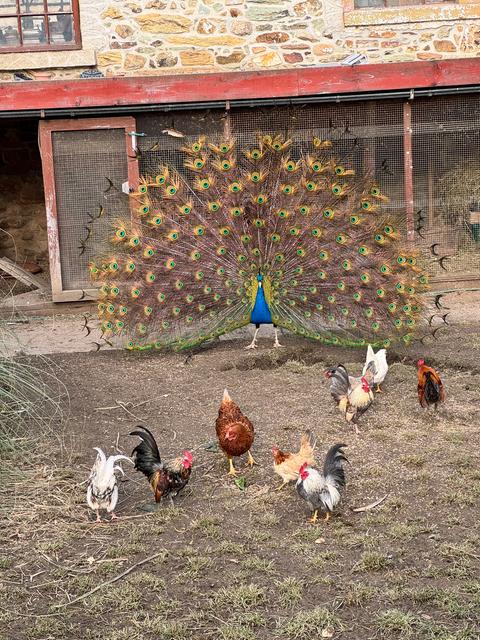 Pfau schlägt Rad, davor acht Hühner 