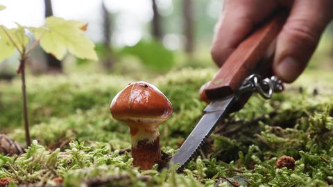 Das Bild zeigt einen braunen glänzenden Pilz mit Hut auf Moosboden. Am rechten Bildrand hält eine Hand ein Messer, um den Pilz abzuschneiden.