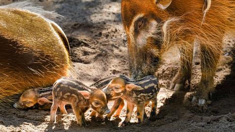 Vier kleine Ferkel mit ihren Eltern.