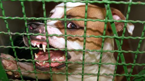 Ein Pitbull-Terrier hinter Gittern.