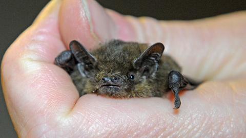  Eine Rauhautfledermaus schaut aus einer Hand heraus.