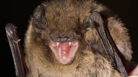 Rauhautfledermaus (Pipistrellus nathusii), droht in der Hand eines Fledermausforschers