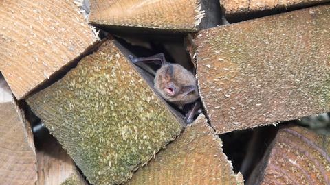 Rauhautfledermaus (Pipistrellus nathusii) zwischen Holzbalken.