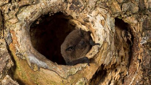 Rauhautfledermaus (Pipistrellus nathusii) sitzt am Eingang einer Baumhöhle.