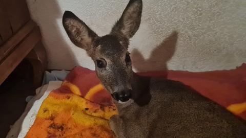 Ein Rehkitz liegt auf einer Decke.