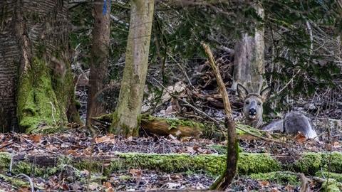 Rehbock schaut im Wald hinter umgestürztem Baum hervor