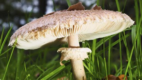 Das Bild zeigt einen weißen Pilz mit großem Hut und Lamellen im Gras.