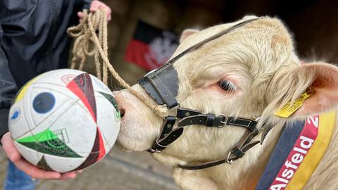 Ein Rind mit einem Fußball