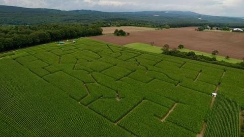 Ein Mais-Labyrinth