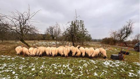 Die Schafe stehen im Winter auf der Streuobstwiese in Maintal. 