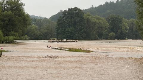 Von Wasser eingeschlossene Schafe in Trendelburg-Gottsbüren