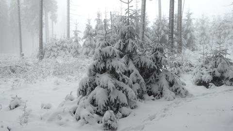 Wie im tiefsten Winter: Der Berg "Hohe Wurzel" im Taunus.