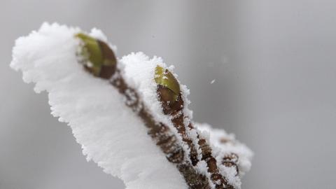 Knospen an einem Baum sind auf dem Großen Feldberg mit Eiskristallen bedeckt.