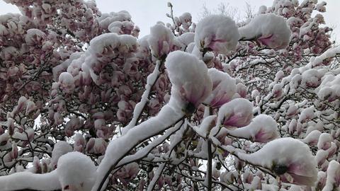 "Magnolienblüte in Darmstadt mal ganz anders", schreibt hessenschau.de-Nutzer Walter Schwan zu diesem Bild.