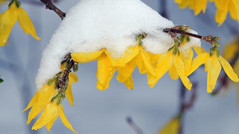 hessenschau.de-Nutzer Jörg Döringer hat im Schwälmer Land eine Forsythie mit Schneehäubchen entdeckt.