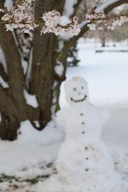 Kirschblüte mit Schneemann.