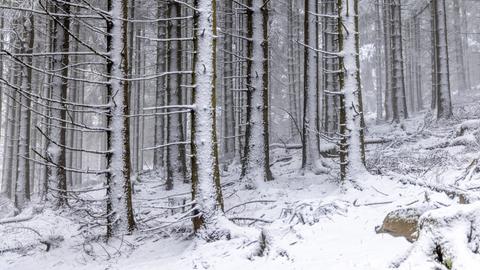 Schnee am Großen Feldberg im Taunus.