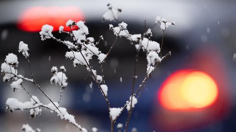 Schnee liegt auf einer Pflanze, hinter der ein Auto steht.