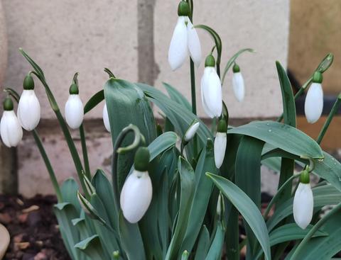 Schneeglöckchen in Nahaufnahme