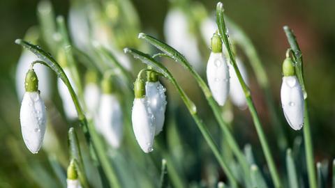 Schneeglöckchen blühen in einem Garten. 