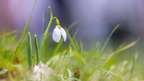 Ein Schneeglöckchen blüht auf einer Wiese.