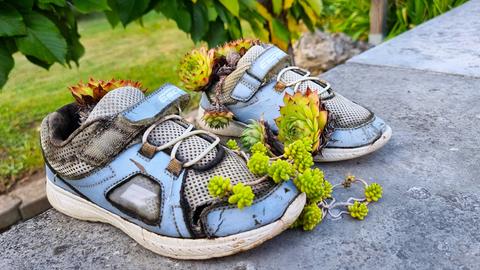 Kinderschuhe als Blumentopf, aus den Ritzen wachsen Pflanzen