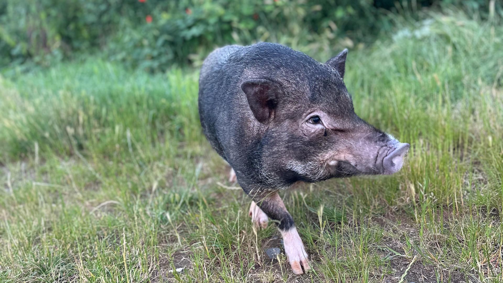 Wegen Schweinepest: Polizei und Feuerwehr fangen ausgebüxtes ...