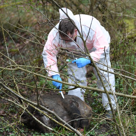 Untersuchung von Wildschwein-Kadavern. 