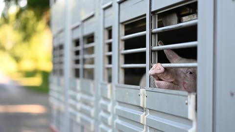 Ein Schwein guckt aus einem Transportwagen, der zugesperrt ist.